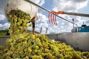 Vendanges manuelles domaine Servin Chablis