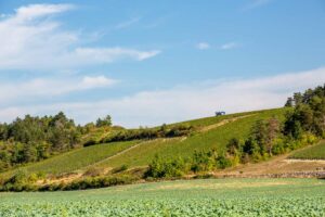 Parcelle de vignes du Domaine Servin à Chablis