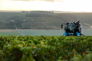 Vendanges des vignes de Chablis du Domaine Servin