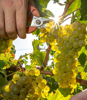 Vendange grappe raisin Chablis Domaine Servin